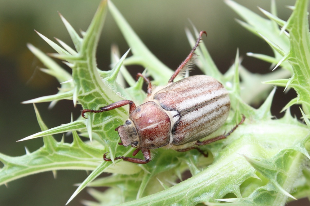 L''Anoxia matutinalis e l''imperativo categorico esistenziale